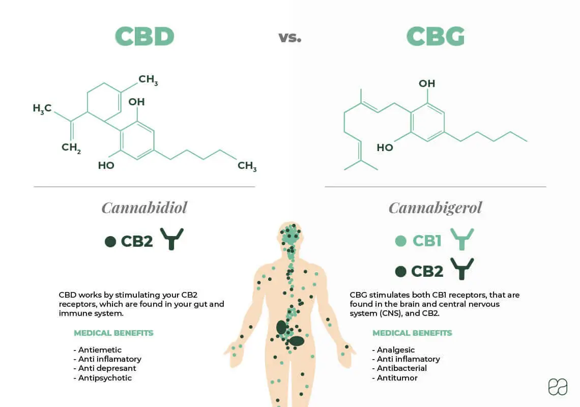 CBD og CBG: What are the differences?