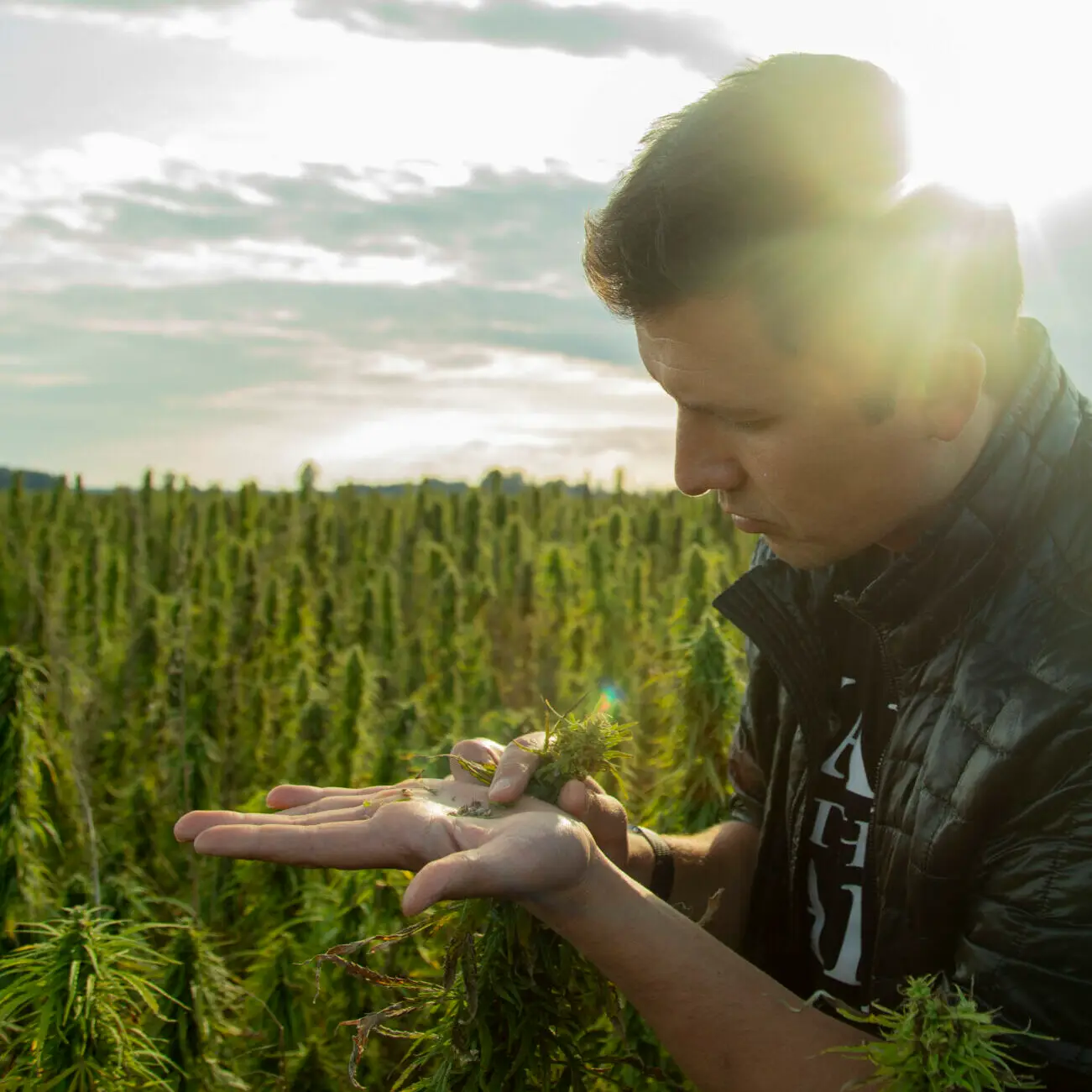 How does the CBD extraction work?