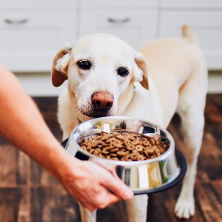 (IG MAY) Dogs how to use CBD (1)