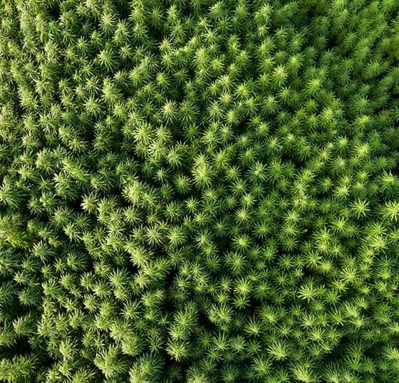 hemp field drone