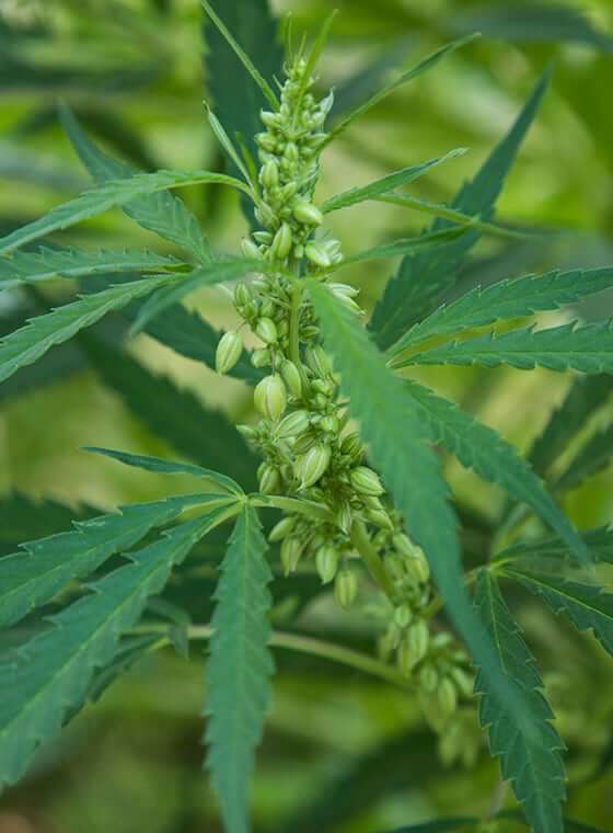 hemp plan with seeds