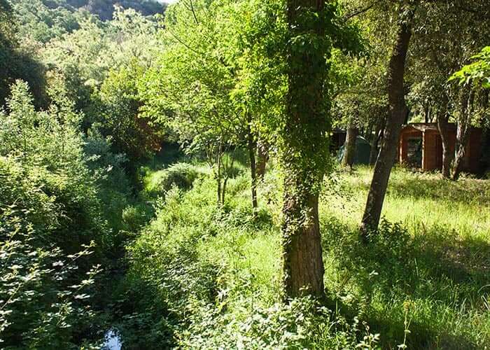 nature trees