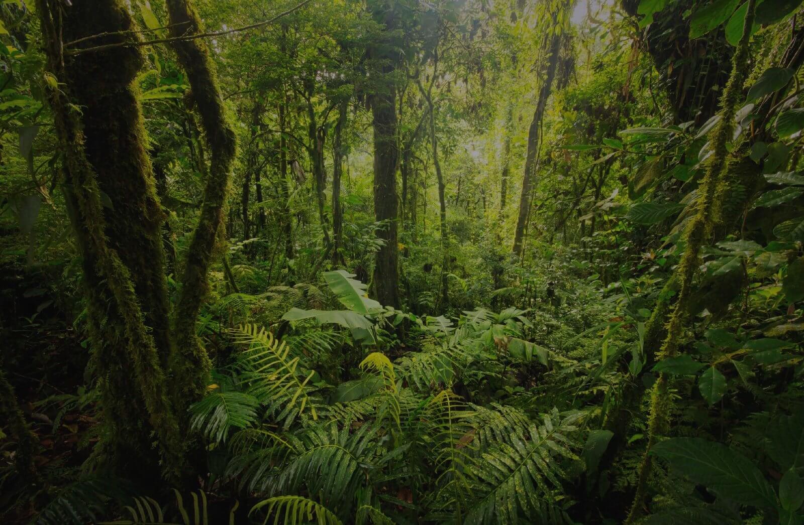rain forest