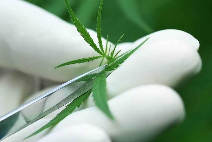 medical-cannabis-research