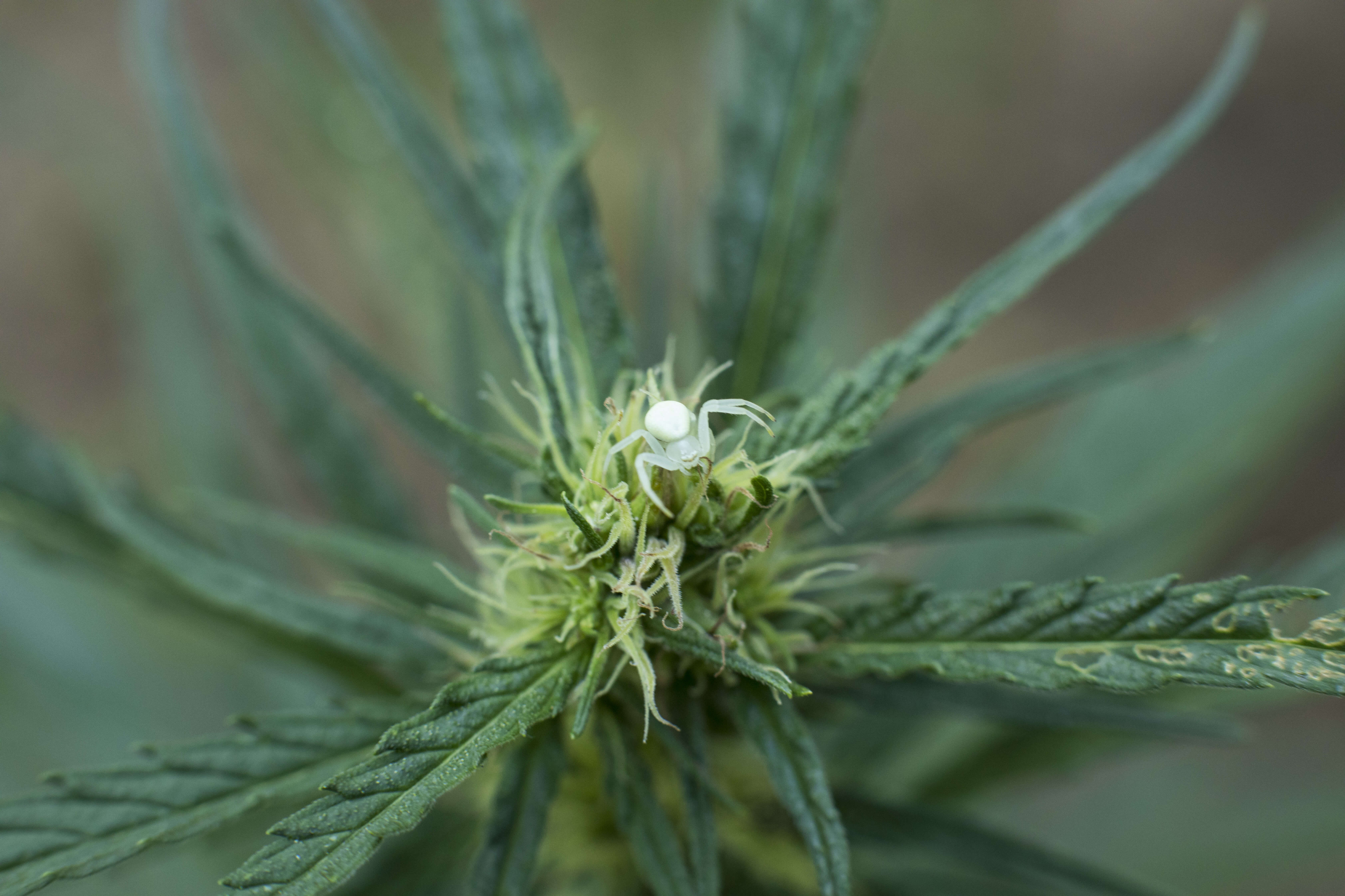 Why whole plant cannabis matters Endoca