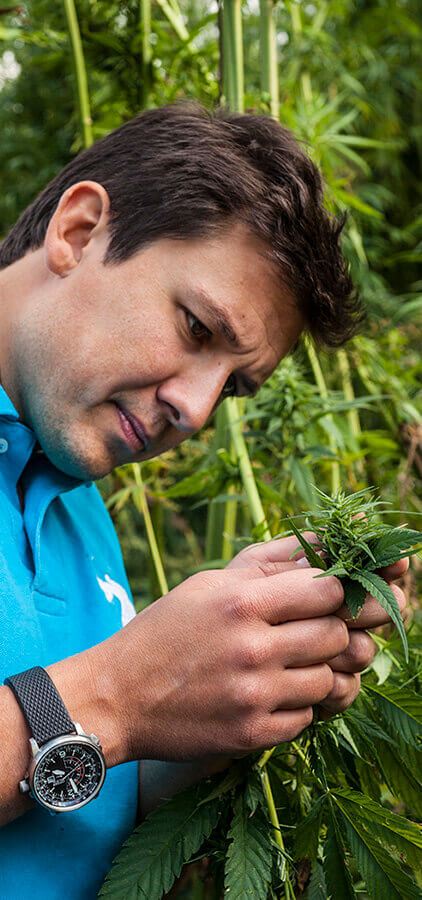Discovering CBD