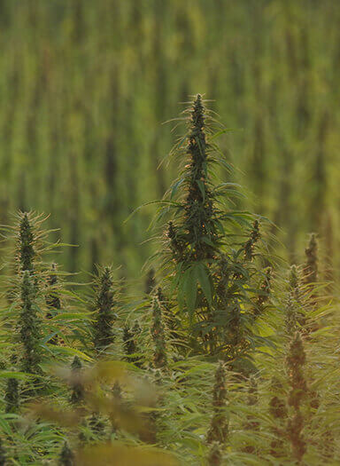 how to identify hemp plant