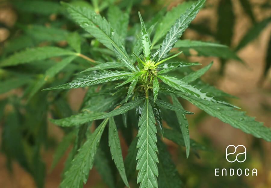 CBD cannabis strain