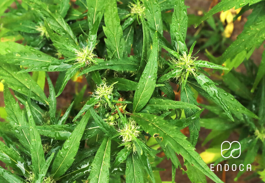 high cbd strains