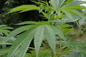 cbd certificado