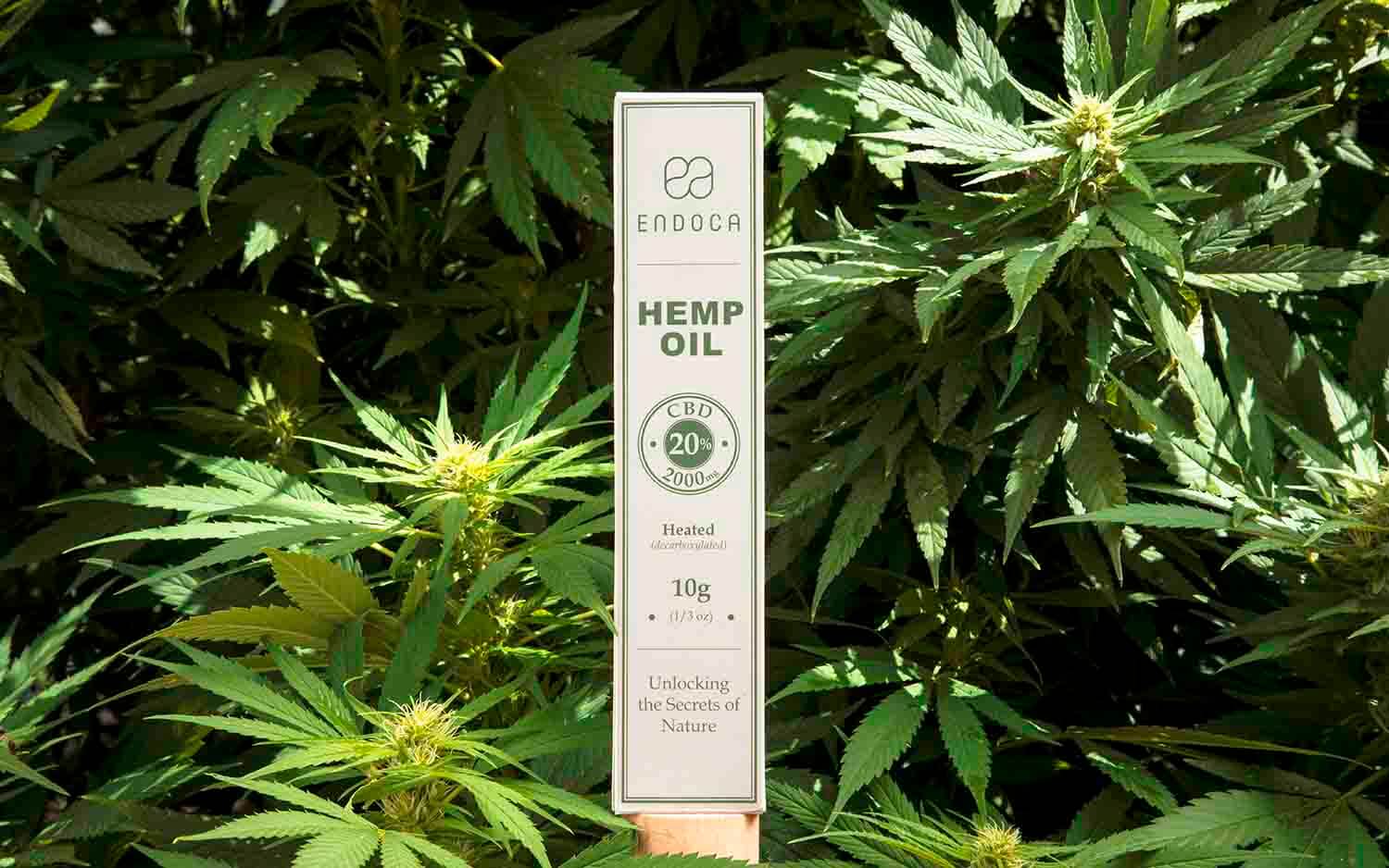 CBD extract for dogs