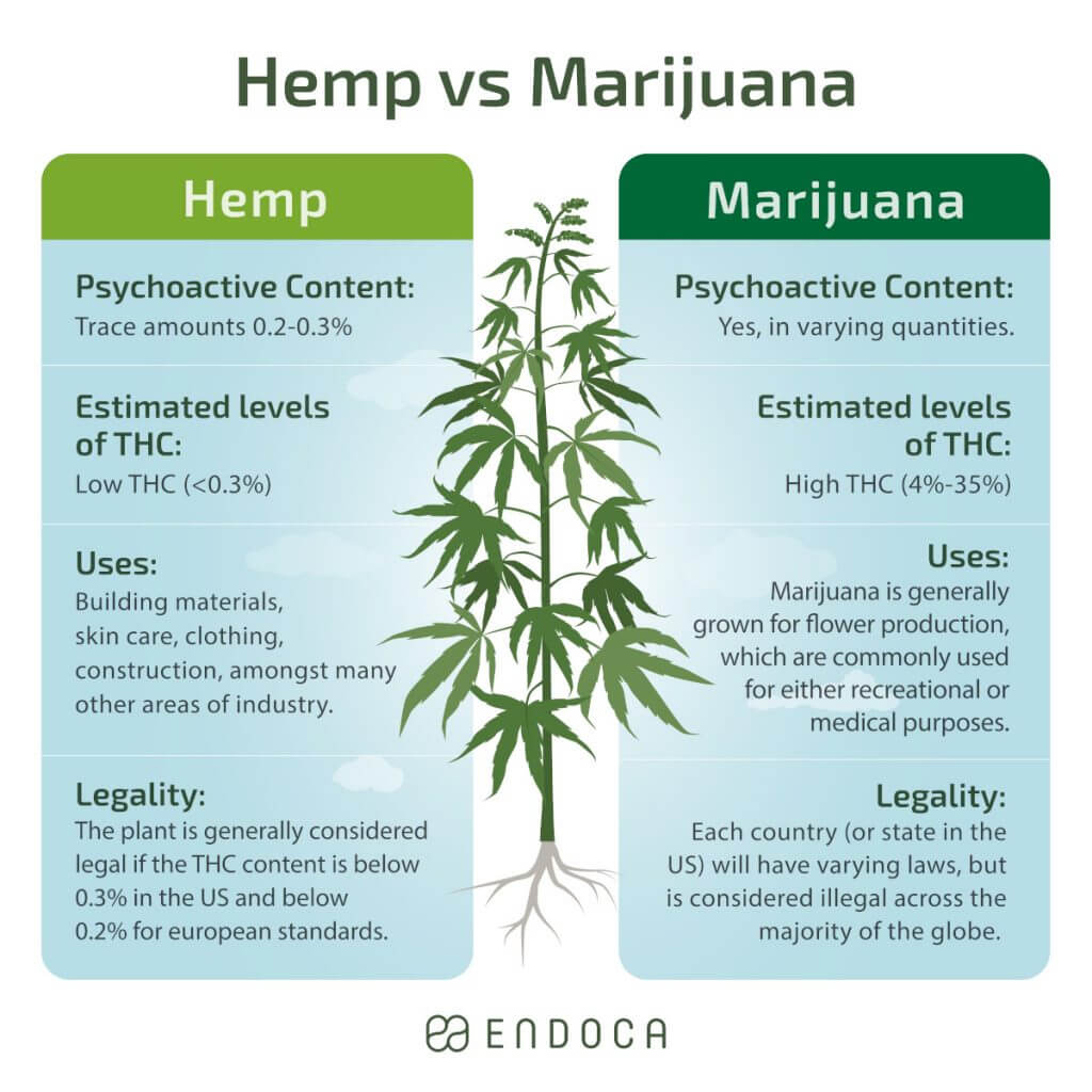 difference between hemp and marijuana