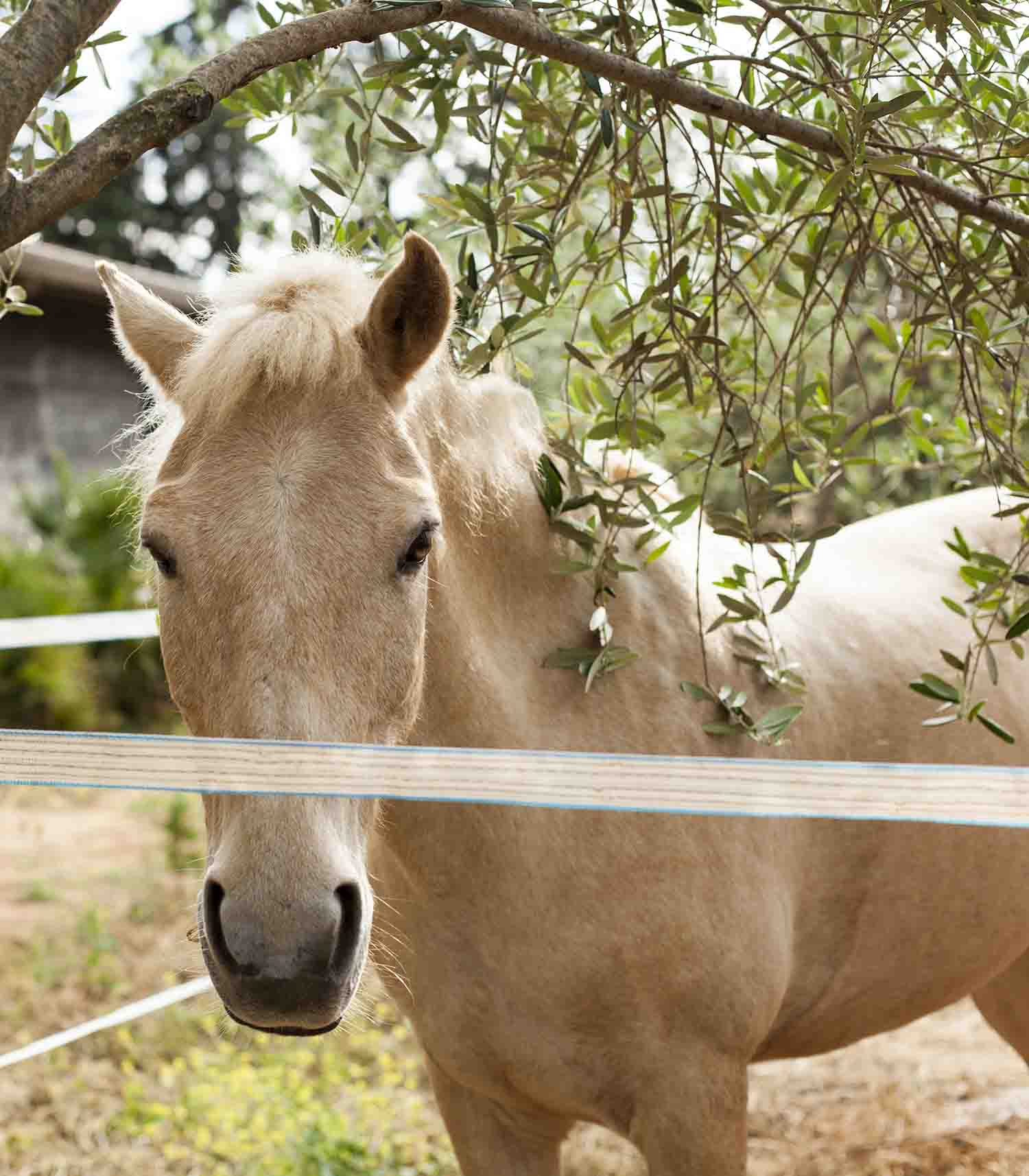 CBD oil for horses