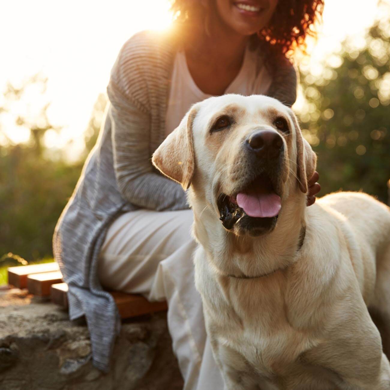 CBD for dogs