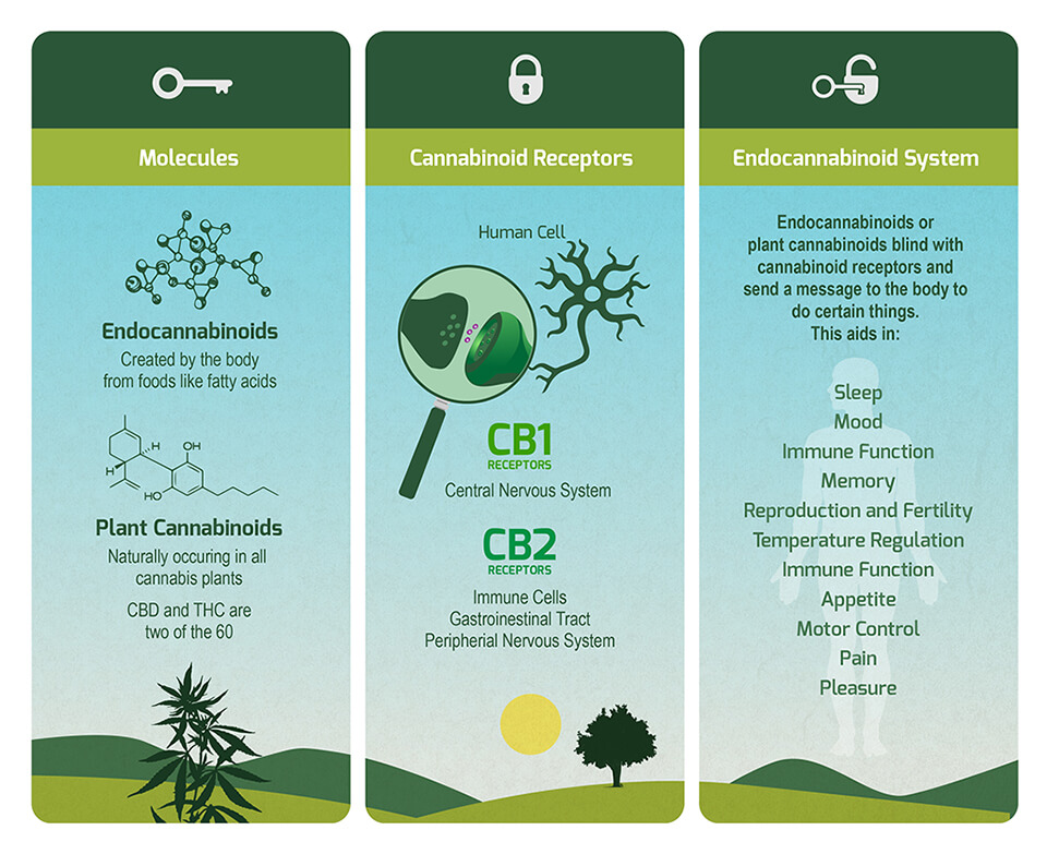 Schema over CBD