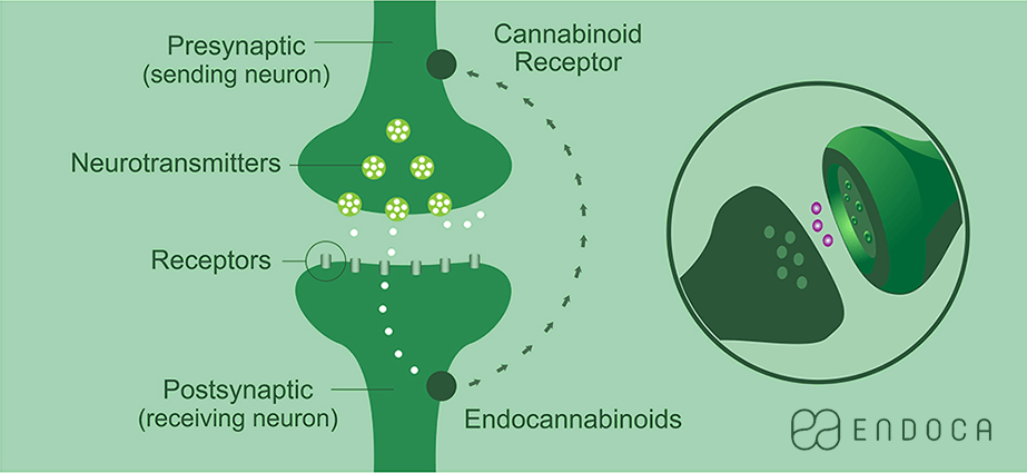 How CBD works