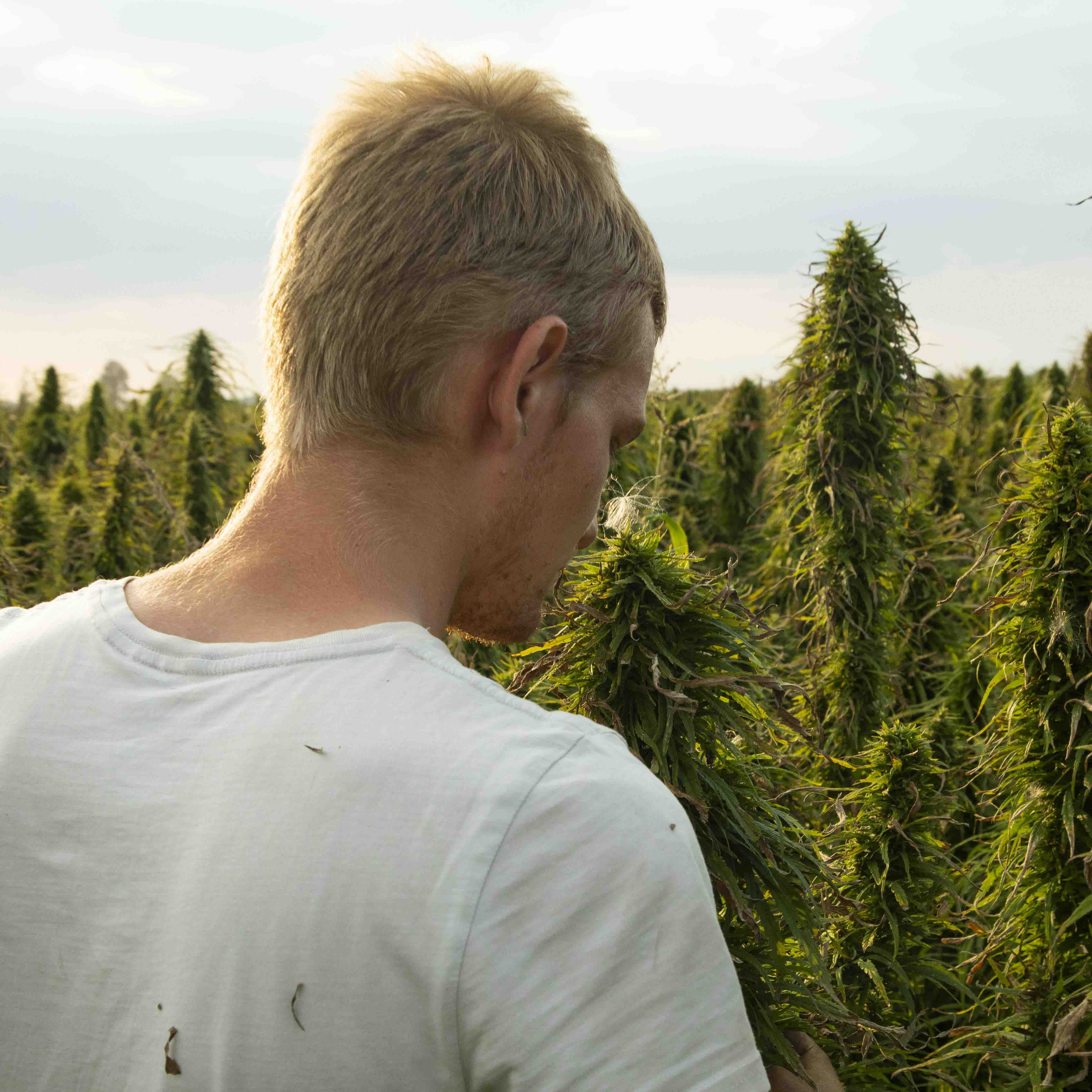 Hemp fields