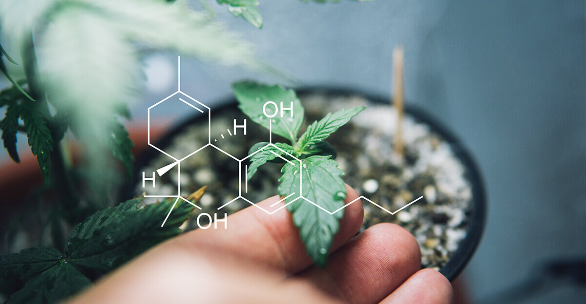 What are cannabinoids-hand holding cannabis leaf