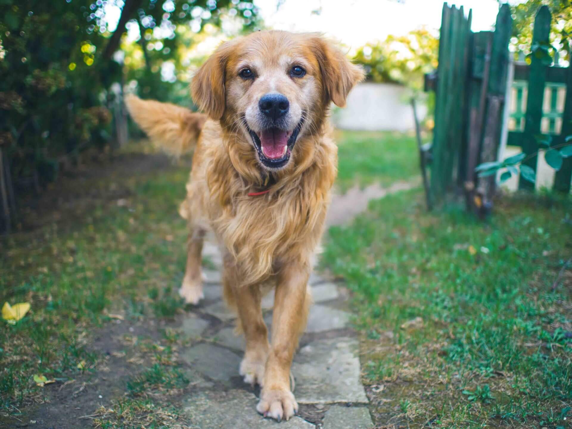 CBD for dogs