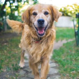 Smilling Dog
