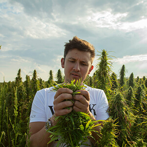 The difference between CBD vs THC- All you need to know