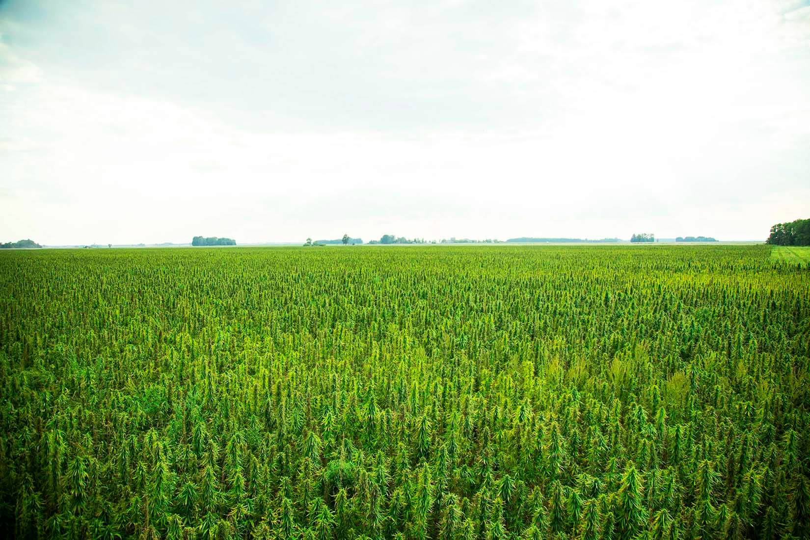 Endoca organic hemp fields