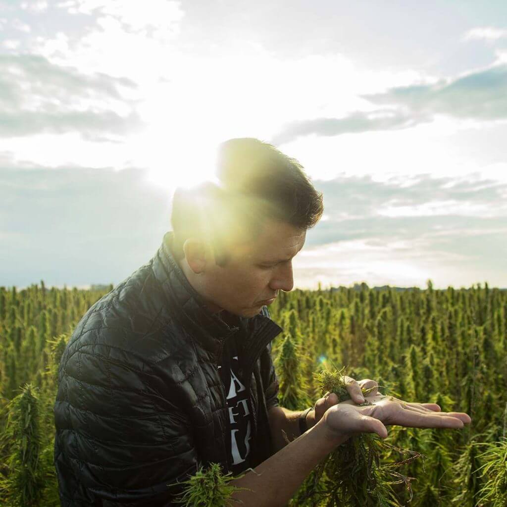 Hemp seeds 