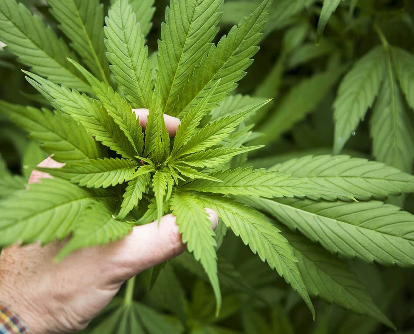 Hemp plant