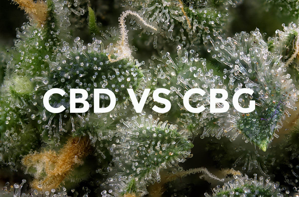 Cbd Vs Cbg What Is The Difference Endoca© Cbd