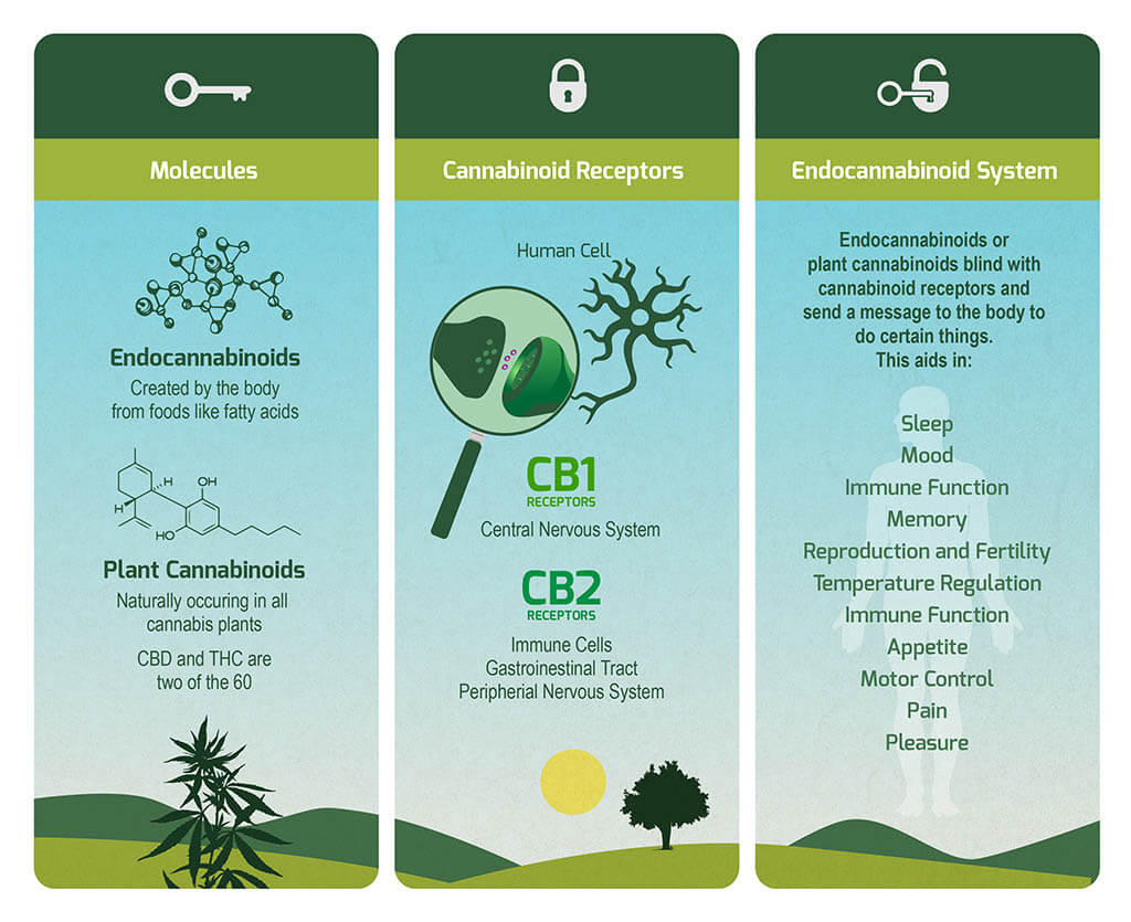 What does CBD do