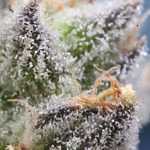 cbd vs cbg