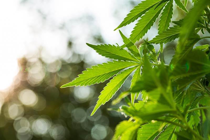 Hemp plant