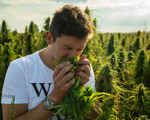the benefits of terpenes