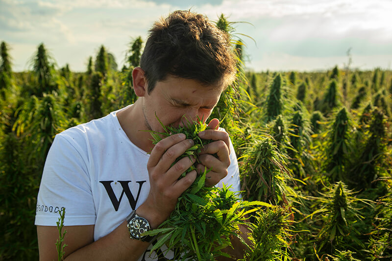 the benefits of terpenes