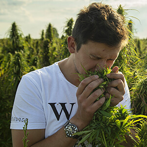 benefits if terbenes in cbd oil