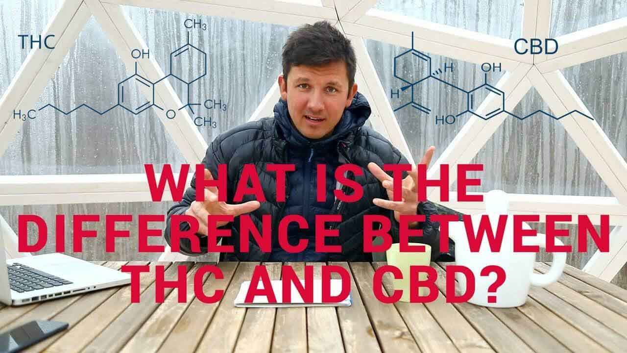 CBD vs THC - Video