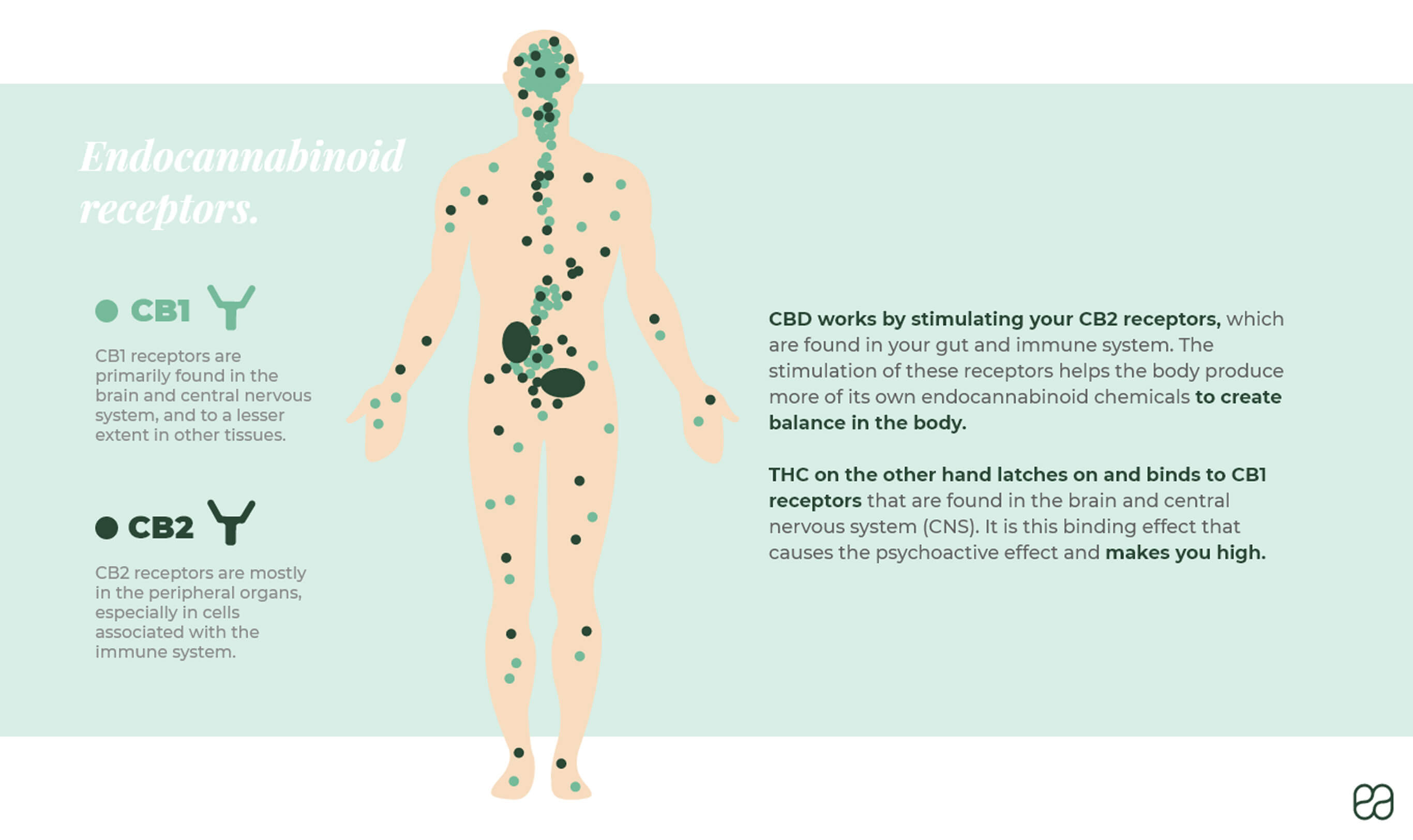 Endocannabinoid receptors are stimulated by CBD and promote balance in the body. 