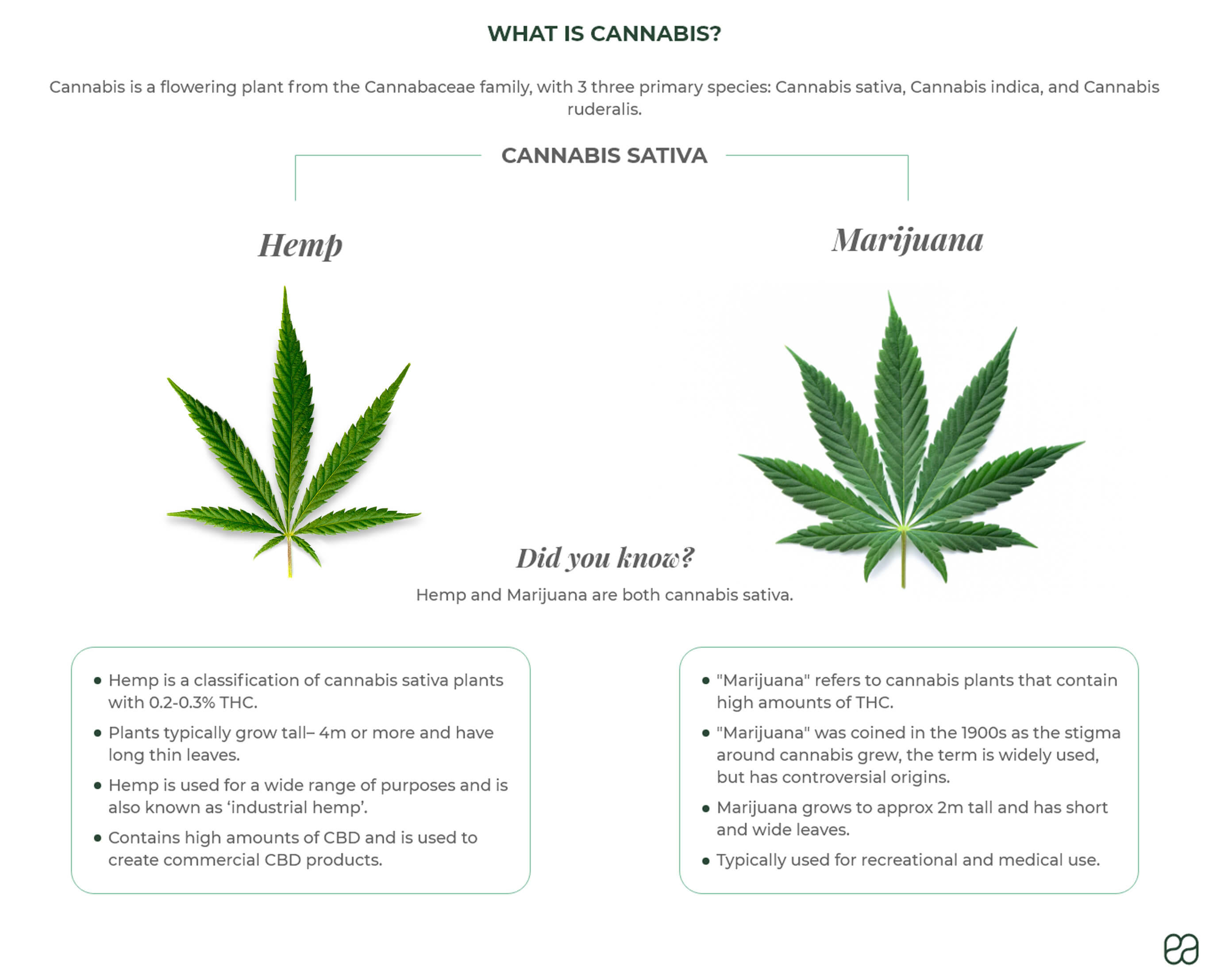 What is cannabis? Hemp and marijuana are both cannabis sativa. Hemp has 0.2% THC. Marijuana has up to 30% THC. 