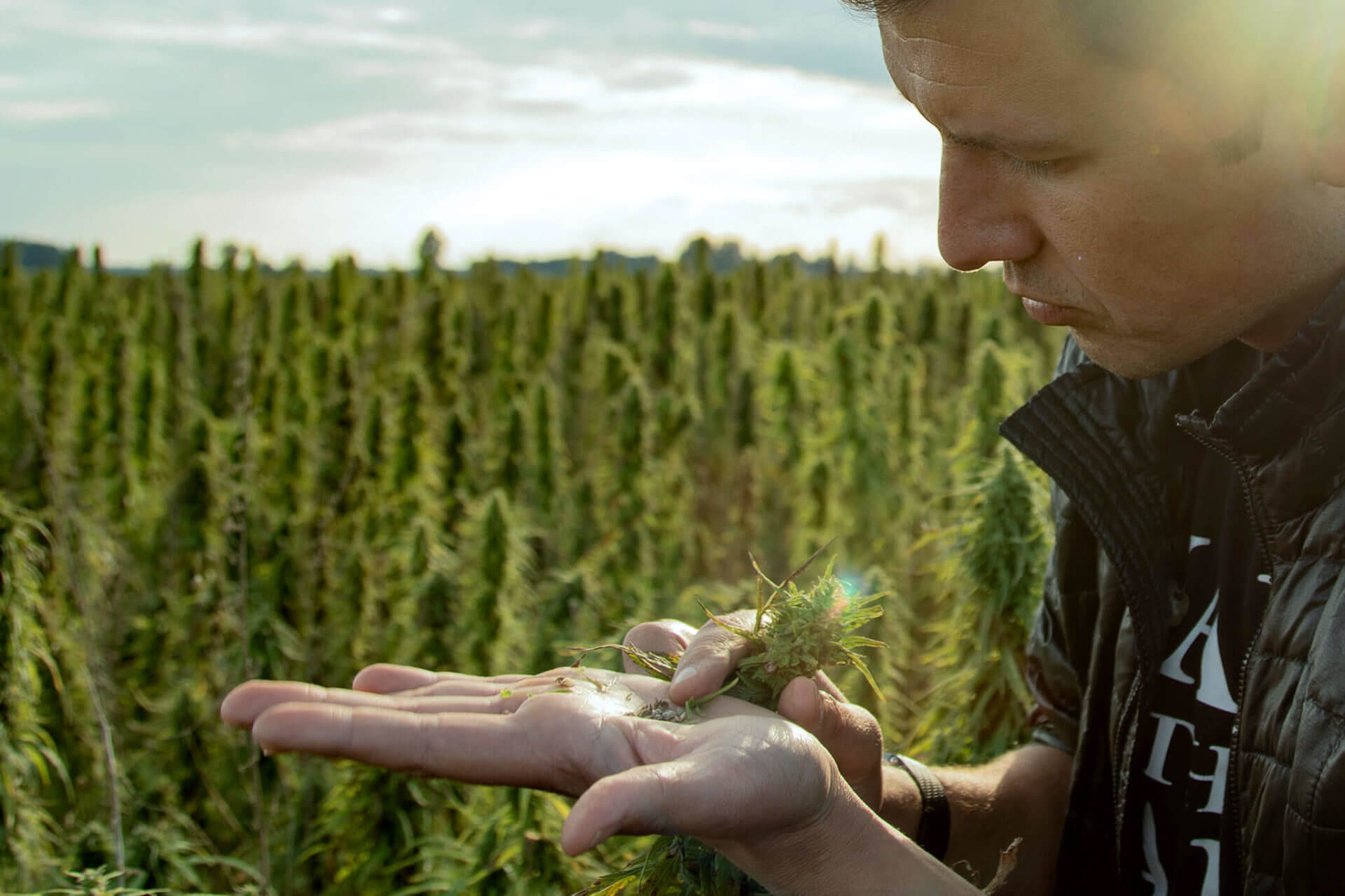 Henry Vincenty studying the hemp plant