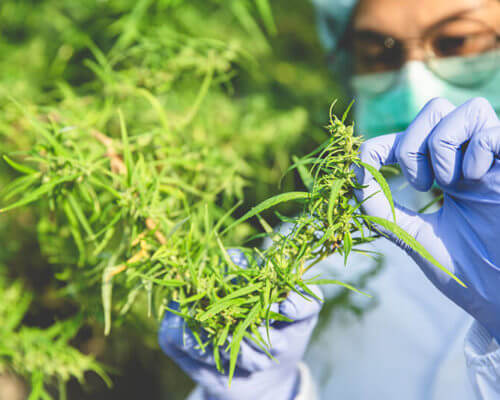Where does CBD come from
