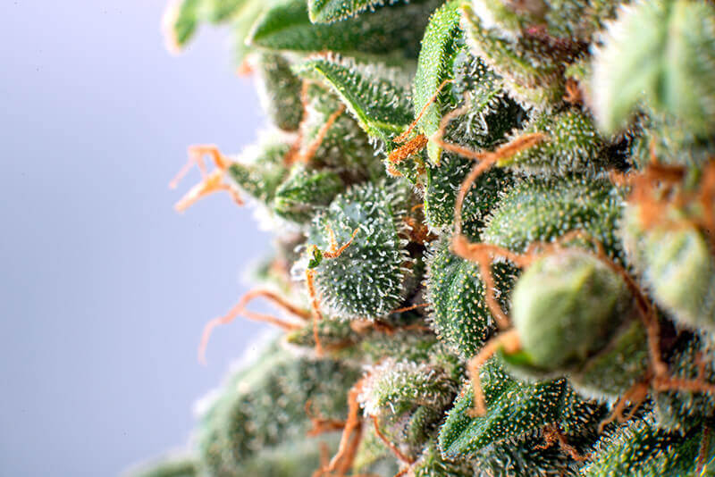 Where does CBD come from-Close up of trichomes on cannabis buds.