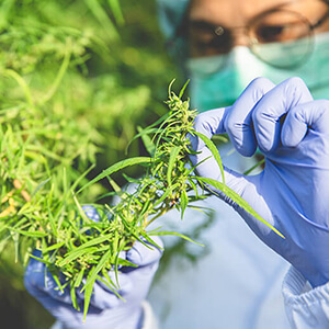 cbd plant