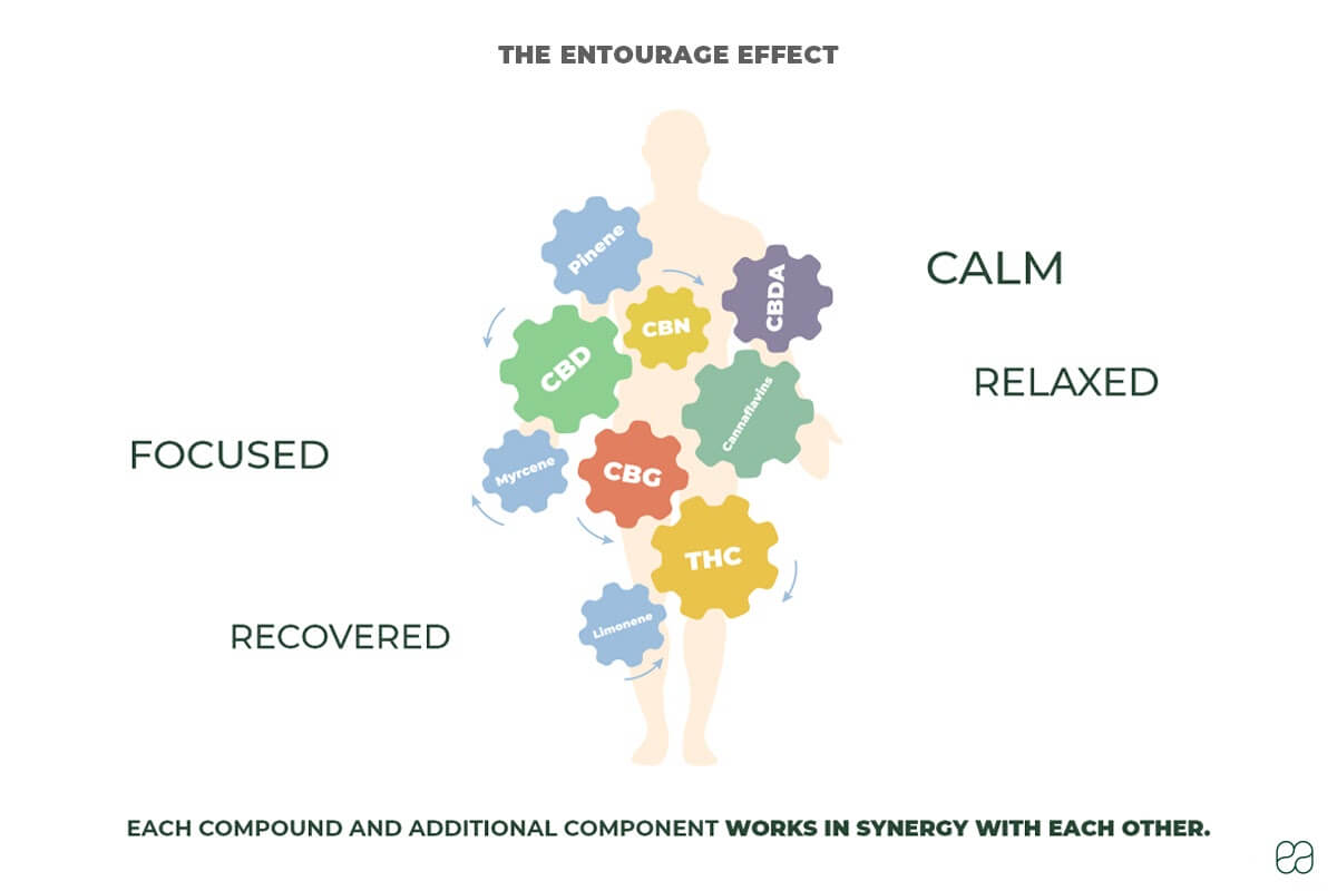 infographic explaining the entourage effect and how the compounds work in synergy with each other 