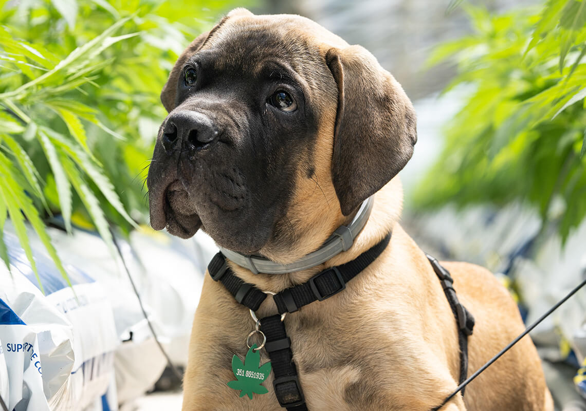 dog with black nose wearing harness with green cannabis leaf