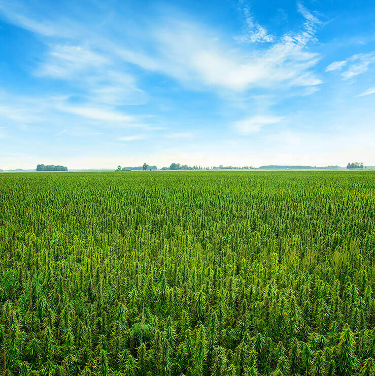 Landscape image of cannabis field with blue sky