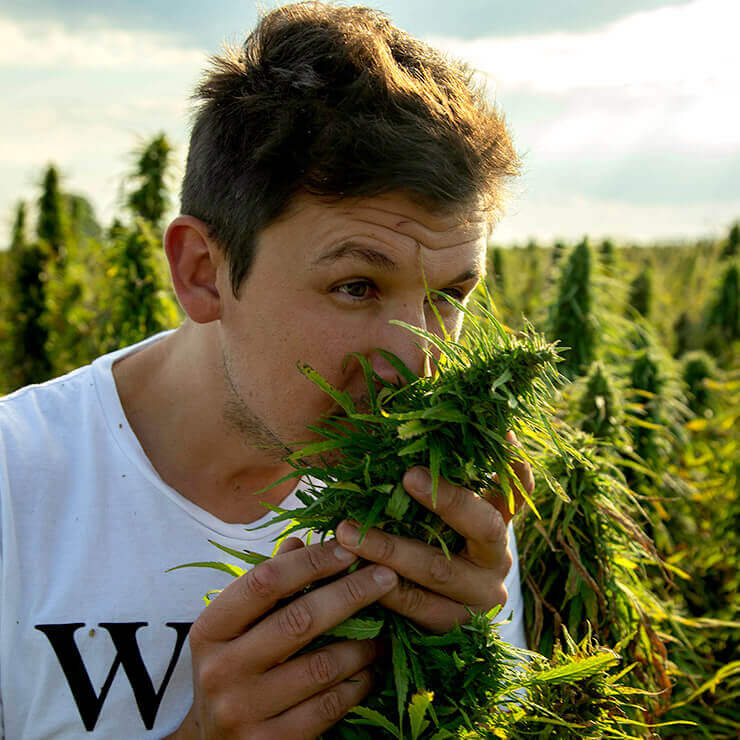 Close up of Henry Vincenty (owner of Endoca) smelling green cannabis plants in cannabis field