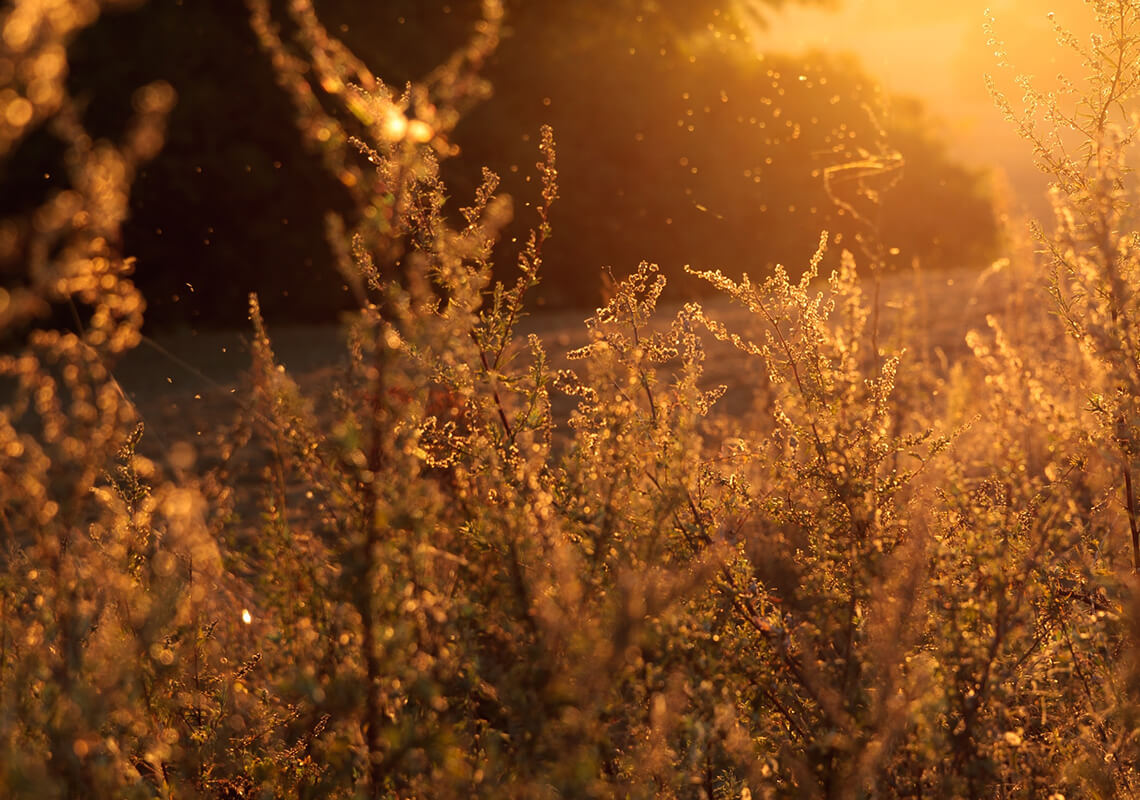 golden field with plants