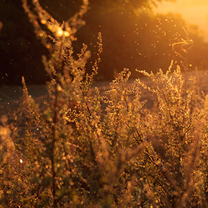 golden field with plants and pollen