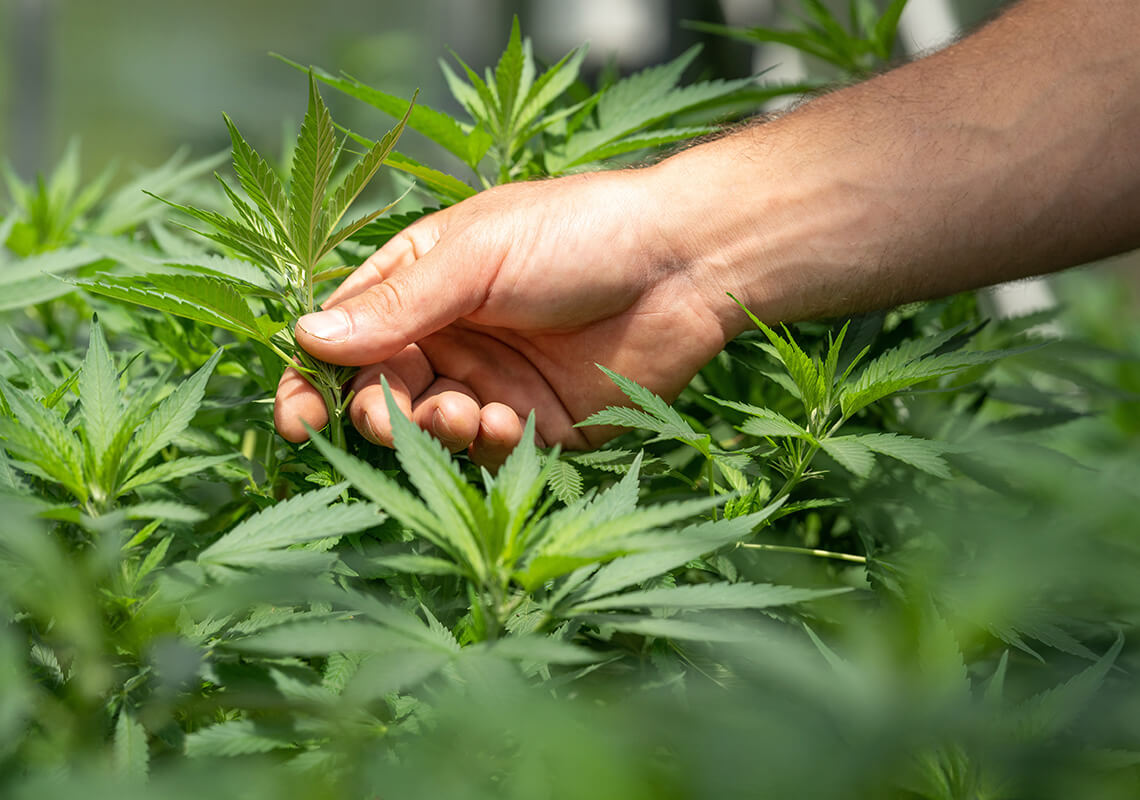 hand touching hemp plants