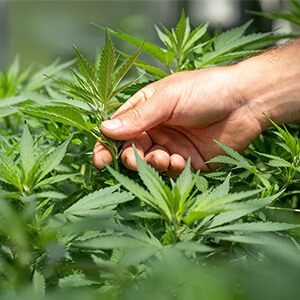 hand touching hemp plants